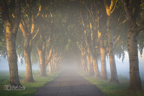 mooi bomenlaantje met mist