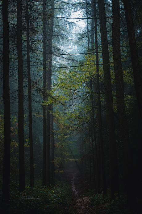 Moody forest