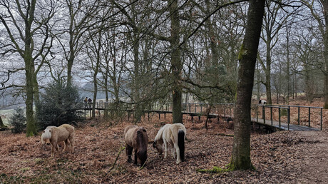 Observatiepost Herikhuizerveld