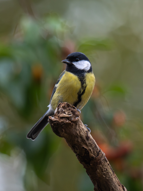 vogelparadijsje (zie omschrijving)