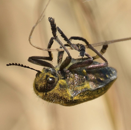 Julodis ehrenbergii