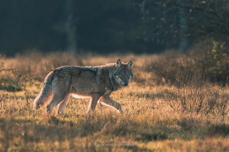 wolf  tijdens gouden uurtje
