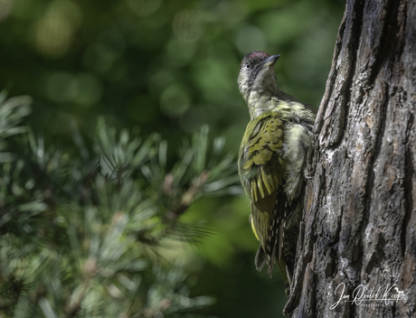 Groene specht
