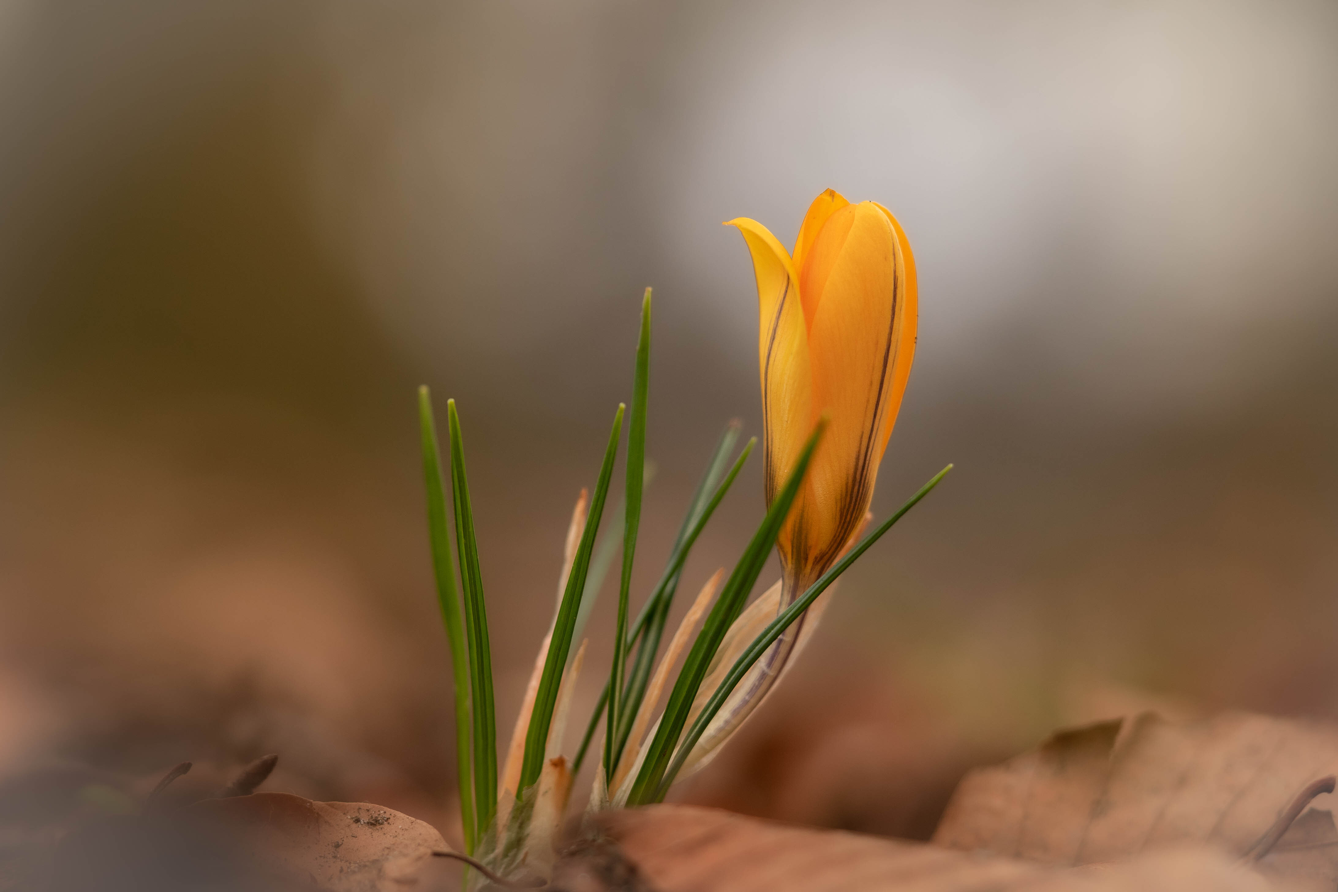 Spring is in the Air - De eerste voorjaarsbloemen zijn er weer. - foto door ineke-schreiner op 26-02-2023 - locatie: Overvoorde, Rijswijk, Nederland - deze foto bevat: sony, ilce-7c, fe 90mm f2.8 macro g oss, iso 640, diafragma ƒ/2.8, sluitertijd 1/640s, brandpuntafstand 90mm, bloem, plant, bloemblaadje, terrestrische plant, kretenzische krokus, lente krokus, pedicel, gras, bloeiende plant, natuurlijk landschap