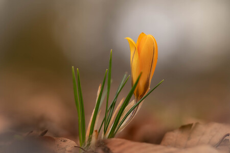 Spring is in the Air - De eerste voorjaarsbloemen zijn er weer. - foto door ineke-schreiner op 26-02-2023 - locatie: Overvoorde, Rijswijk, Nederland - deze foto bevat: sony, ilce-7c, fe 90mm f2.8 macro g oss, iso 640, diafragma ƒ/2.8, sluitertijd 1/640s, brandpuntafstand 90mm, bloem, plant, bloemblaadje, terrestrische plant, kretenzische krokus, lente krokus, pedicel, gras, bloeiende plant, natuurlijk landschap