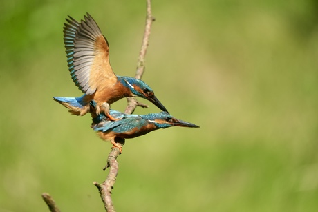 Parende ijsvogels 