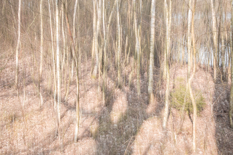 Bomen