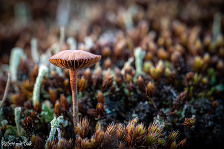 Herfst in aantocht