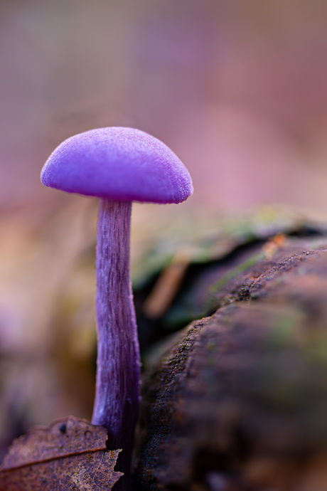 Herfst in het bos