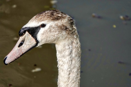 Bleef maar kijken naar de camera 