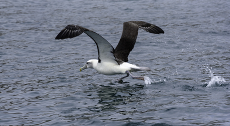 Opstijgende Albatros