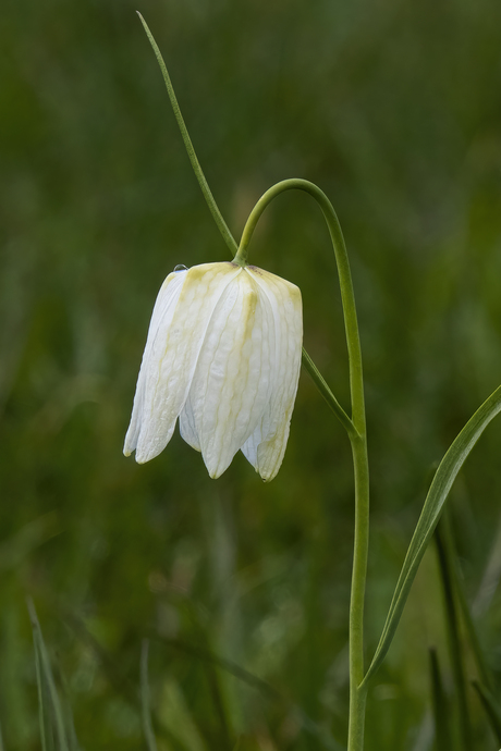 Witte wilde kievitsbloem