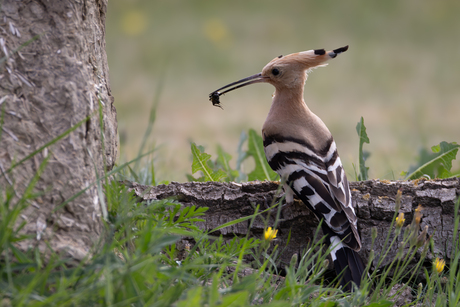 Een kevertje als ontbijt