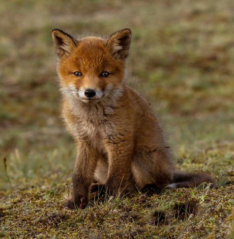 Jonge vosjes in de duinen.