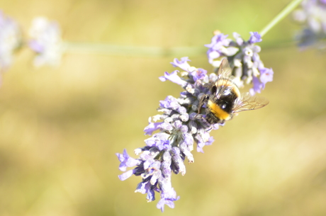 Lavendel Bijtjes
