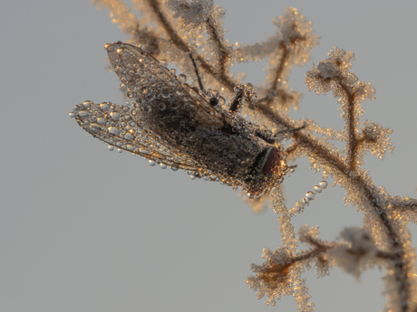 Frozen fly