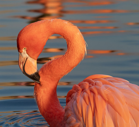 Amerikaanse flamingo