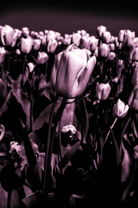 Tulpen
