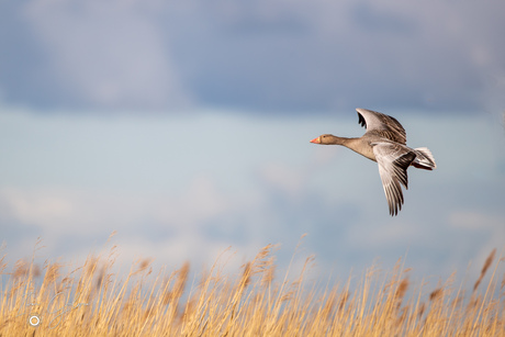 Grauwe gans