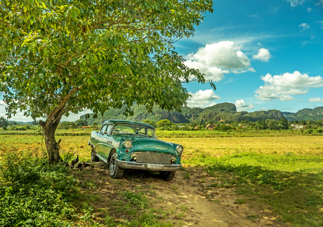 Amerikaanse auto onder boom in Vinales, Cuba