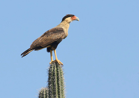 Kuifcaracara