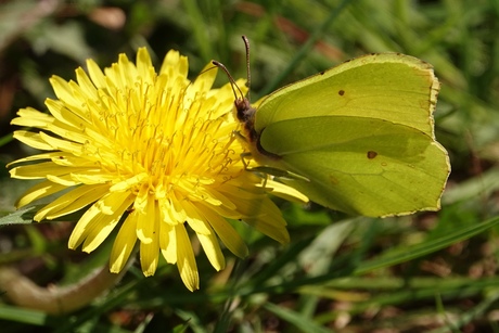 Citroenvlinder.
