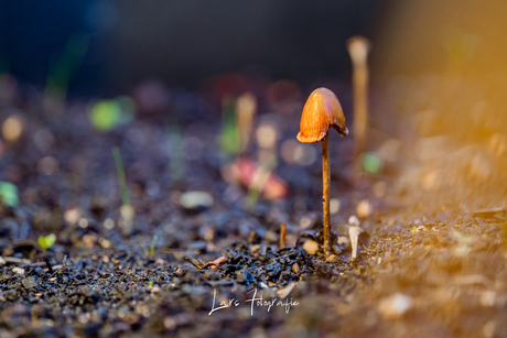 Paddenstoelen zoeken