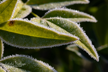 Green with sparkle