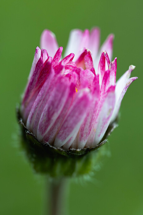 Whispers of Bloom