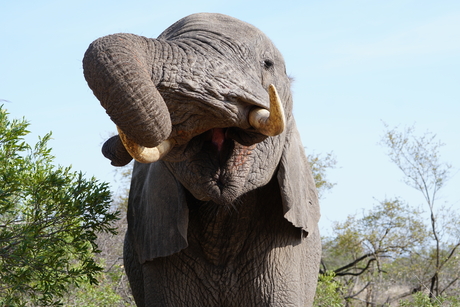 Olifant close up