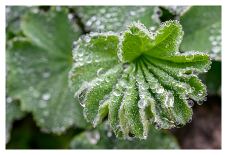 Van de regen in de drup