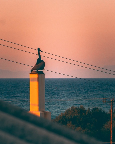 Vogel staarend naar de zonsondergang 
