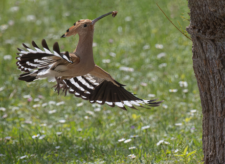 Hoopoe