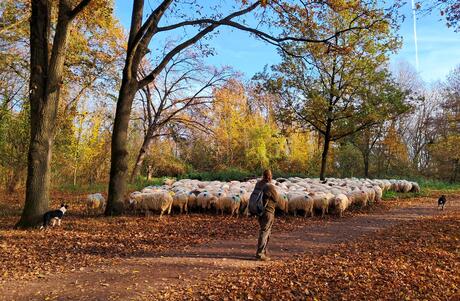 Zelfvoedende grasmaaiers 