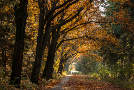 Licht in het bos