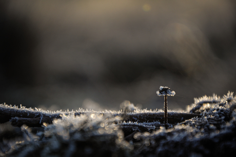 Frozen mushroom