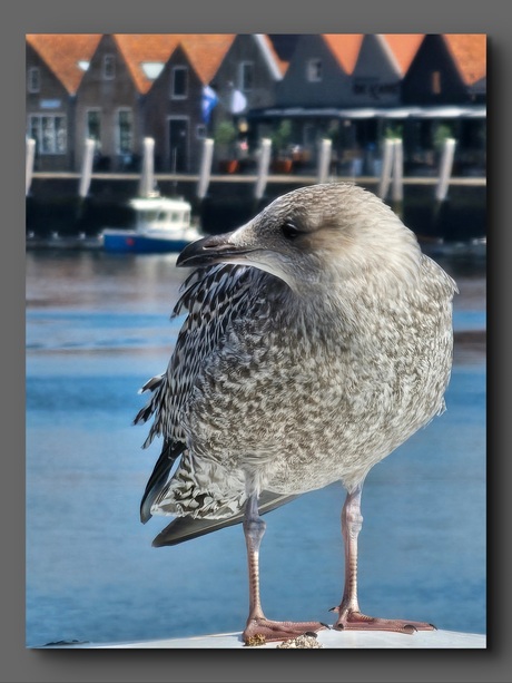 Larus argentatus 