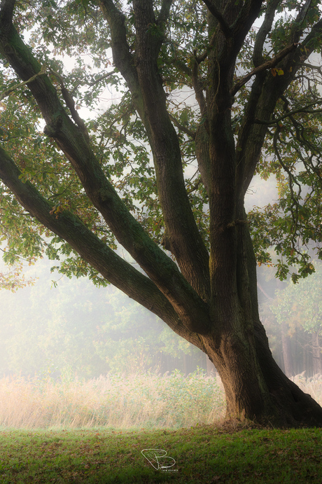 Treefingers