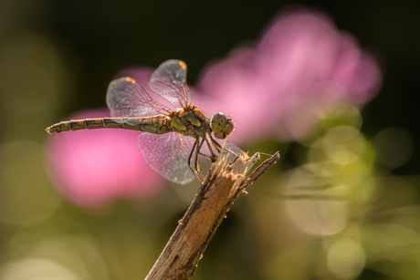 Libelle