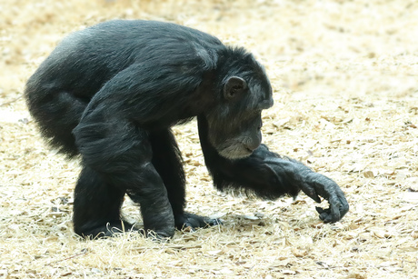Chimpansee-1