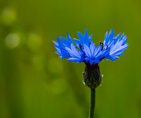 Korenbloem langs de weg