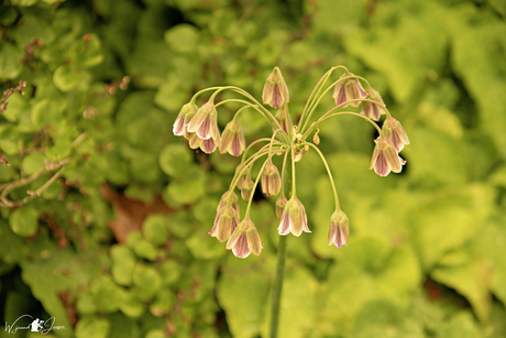 Bulgaarse sierui plant