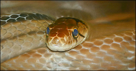 sissend...................................