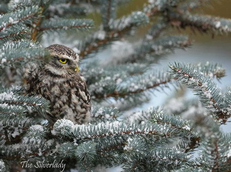 Steenuiltje in kerstboom