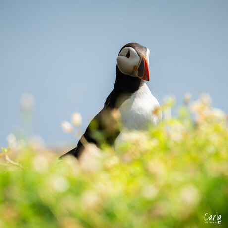 Puffin in de zon