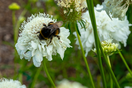 Hommel - Stadslandbouw Vlaardingen