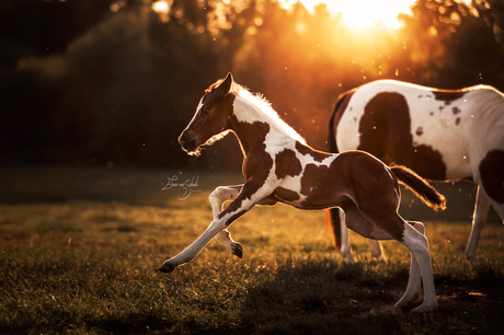 Veulen in actie - Romantische paardenfotografie