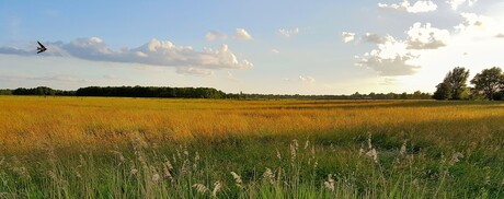 Summerscape