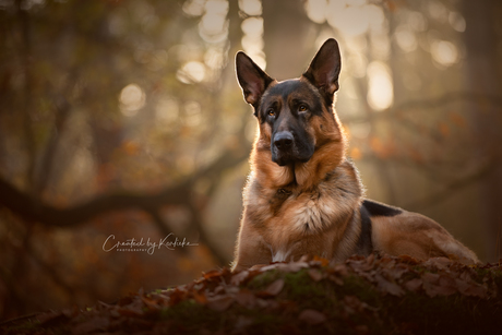 Walco in het herfstbos