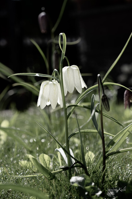 Witte kievitsbloemen